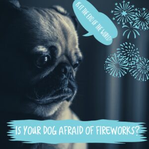 is your dog afraid of fireworks?