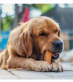 Large Bars Long-Lasting Dental Chews for Large Dogs