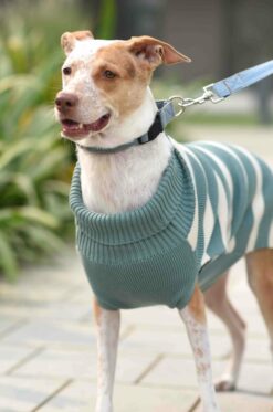 Mutt Ofcourse Emerald & White Dog Sweater 2