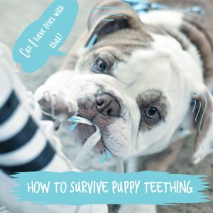 survive puppy teething