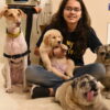 Wizard of Dogs At Home Dog Training, Gurgaon