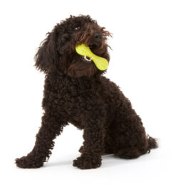 West Paw Zogoflex Hurley Dog Chew Toy -