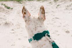 Zee dog NeoPro Amazonia Weatherproof Dog Collar