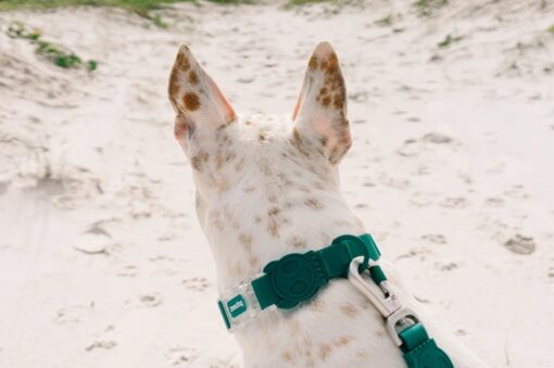 Zee.Dog NeoPro Amazonia Weatherproof Dog Collar