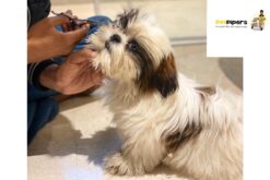 Up to 10% Off Pet Pipers At Home Grooming