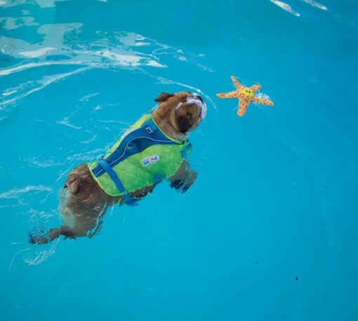 Petstages Floatiez Stingray Floating Dog Toy