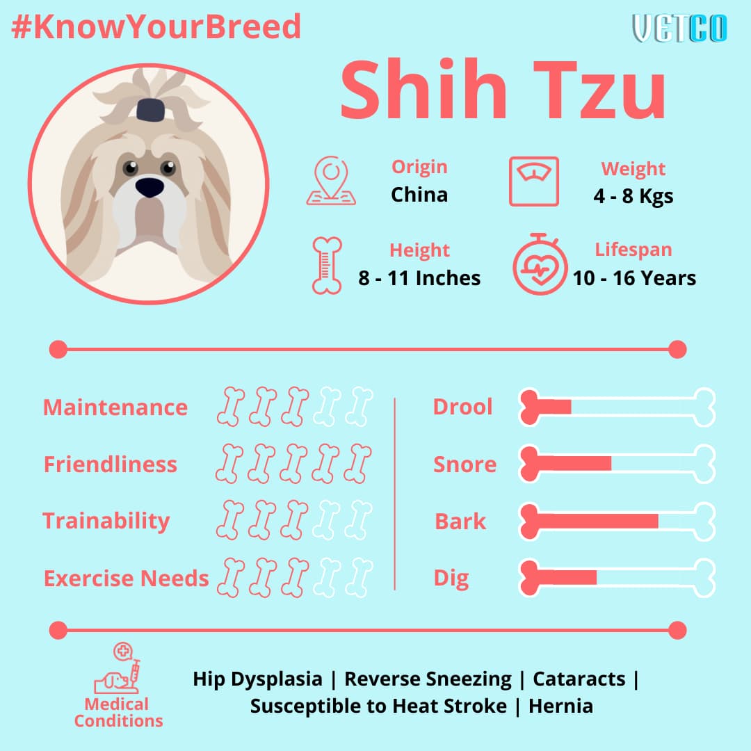 Top 10 Benefits Of Having A Shih Tzu Dog  