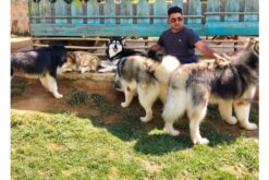 D.O.W At Home, Certified Professional Dog Training, Gurgaon