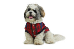 Barks & Wags Blue & Red Plaid Thermapet Jacket