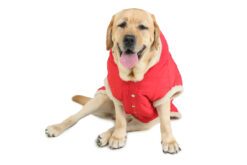 Barks & Wags Red Fur Hood Jacket