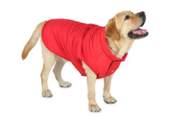 Barks & Wags Red Microfiber Quilted Jacket