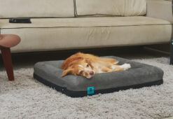 ZeeDog Memory Foam Orthopaedic Dog Bed