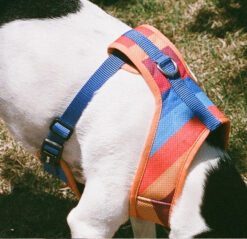 ZeeDog Parker Air Mesh Plus Dog Harness