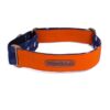 PetWale Orange Belt Dog Collar