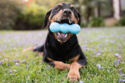 West Paw Zogoflex Rumpus Dog Chew Toy - Blue