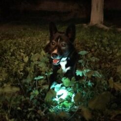 Petmate Chuckit! Max Glow in the Dark Ball Dog Toy