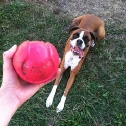 Petmate JW iSqueak Bouncin’ Baseball Dog Toy