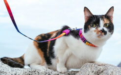 ZeeDog Prisma Cat Leash & Harness Set 1