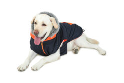 Barks & Wags Blue & Orange Zip Up Fur Coat