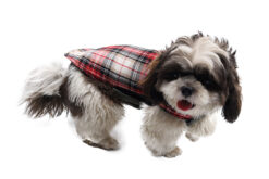 Woofs n Wags Burberry Red & White Reversible Jacket