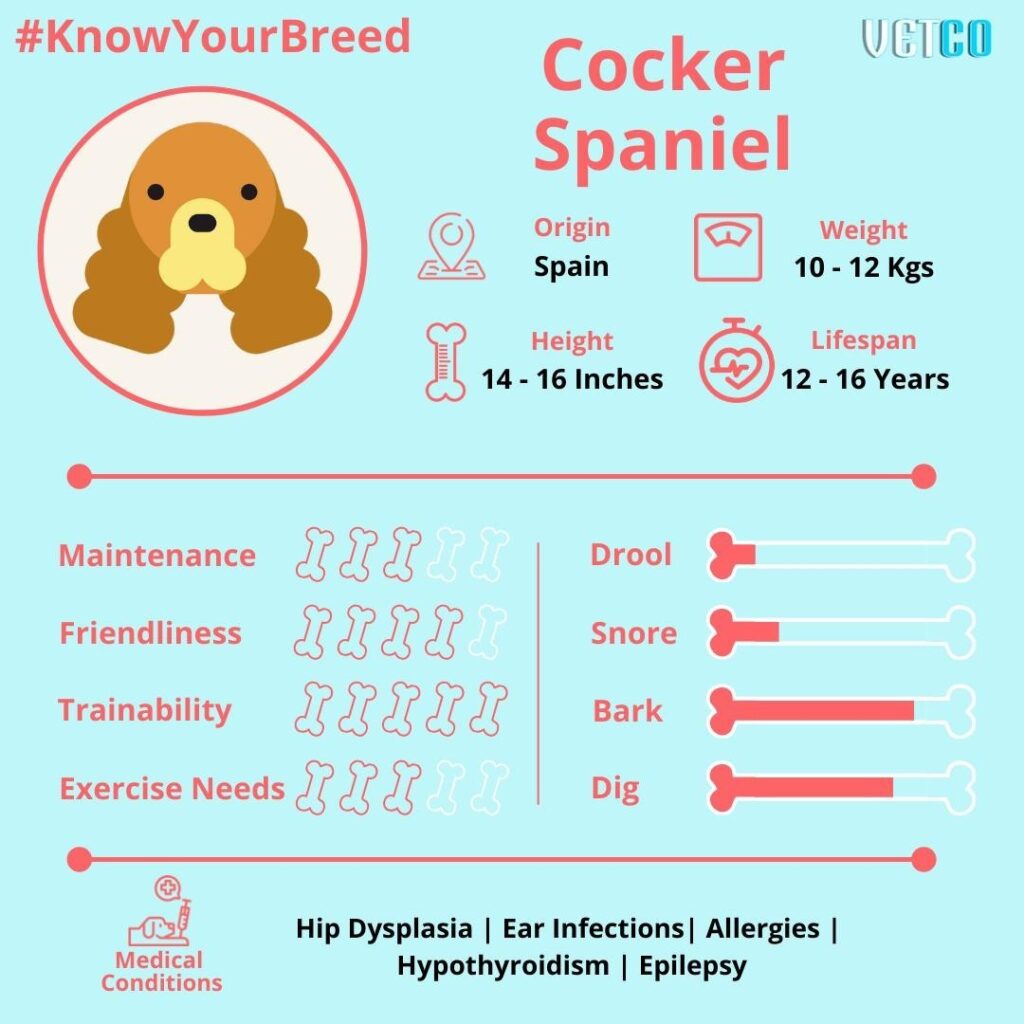 Cocker Spaniel Breed