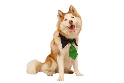 Floof & Co Classy Green Neck Tie For Dogs