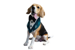 Floof & Co Green Tux Bandana with Black Bow for Dogs