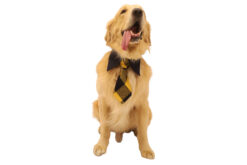 Floof & Co Stylish Bright Neck Tie For Dogs1