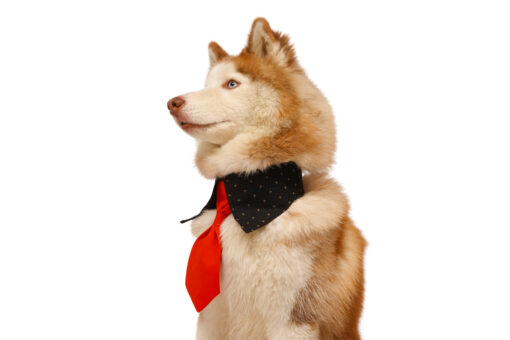 Floof & Co Stylish Red Neck Tie For Dogs