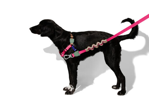 Zee.Dog Yucca Soft-Walk Dog Harness