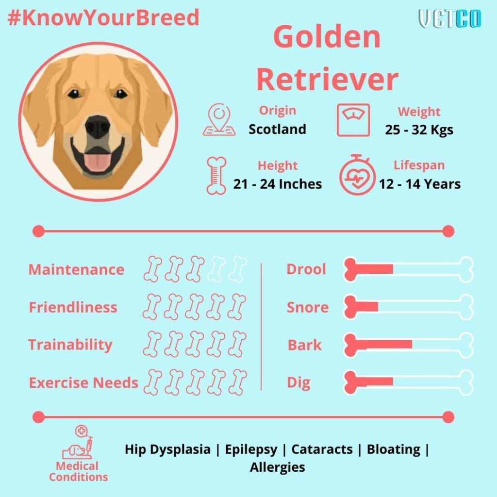 golden retriever breed