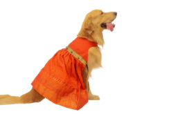 Floof & Co Orange Silk Lehenga for Dogs