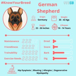 GSD Breed