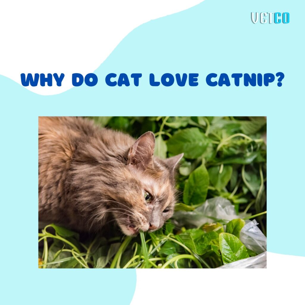 Why do cats love catnip