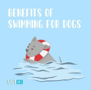 Benefits of swimming for dogs