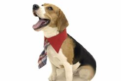 Plaid Check Neck Tie Velcro for Dogs
