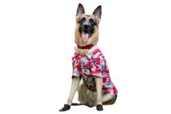 dog-o-bow red floral shirt