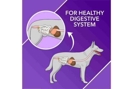 Absolute Digestive Supplement Tablet for Dogs