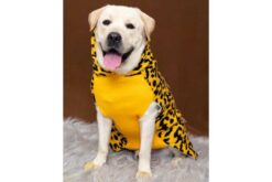 Petsnugs Leopard Knit Sweater for Pets (Yellow & Black)