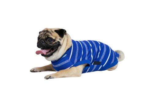 Pawgy Pets Summer T-Shirt: Blue