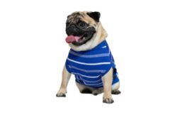 Pawgypets Summer TShirt: Blue