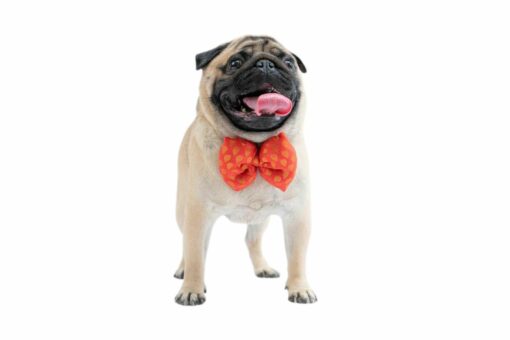 Pawgy Pets Occasion Wear Bowtie: Red