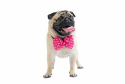 Pawgypets Occasion wear Bowtie: Pink