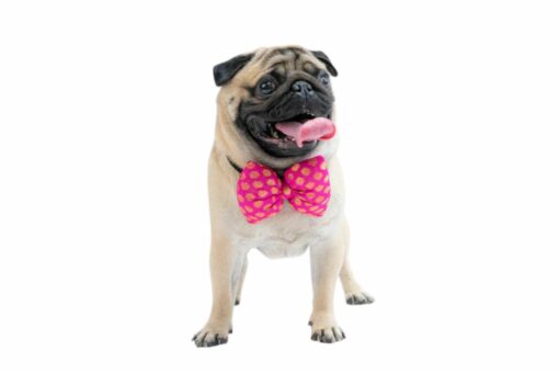 Pawgy Pets Occasion Wear Bowtie: Pink