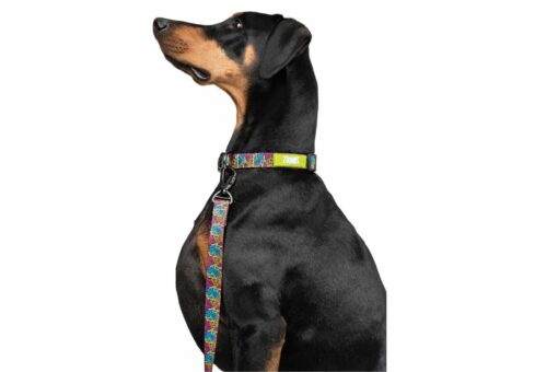 Zoomiez Bolt Dog Collar
