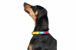 Zoomiez Solar Dog Leash & Collar Walking Set