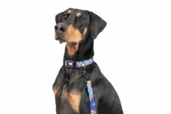 Zoomiez Fluid Dog Leash & Collar Walking Set