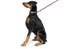 Zoomiez Drip Dog Leash & Collar Walking Set