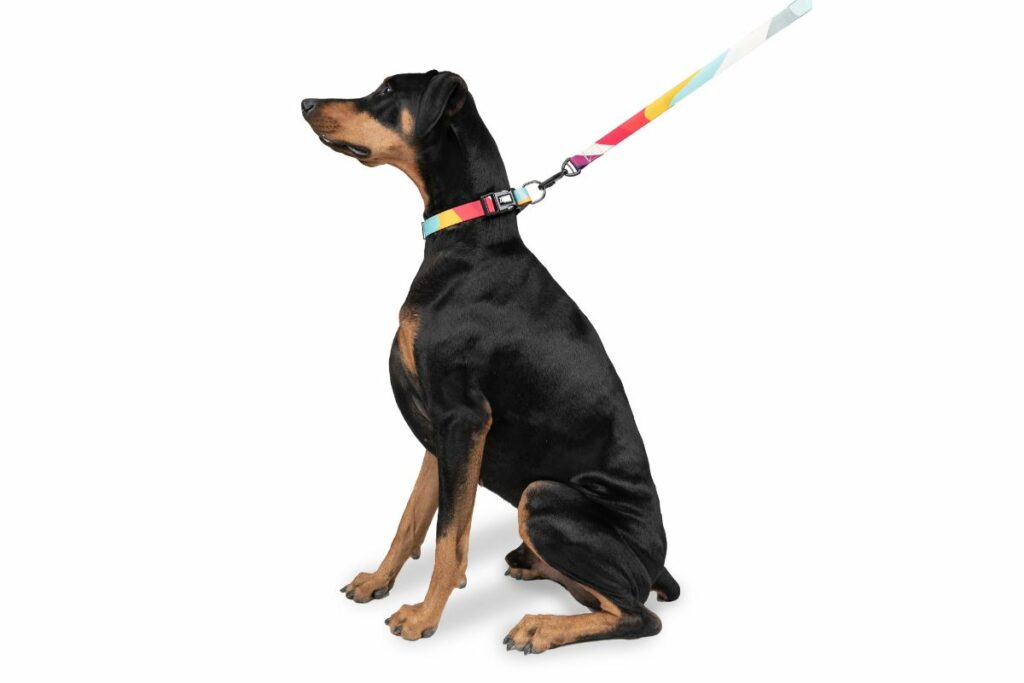 Home / Wearables & Apparel / Collars and Harnesses / Collars