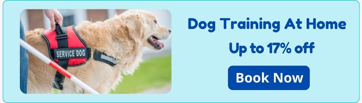 Dog training at home - upto 17% off